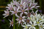 Meadow garlic